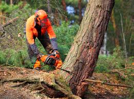 Best Tree Disease Treatment  in Riverview, SC